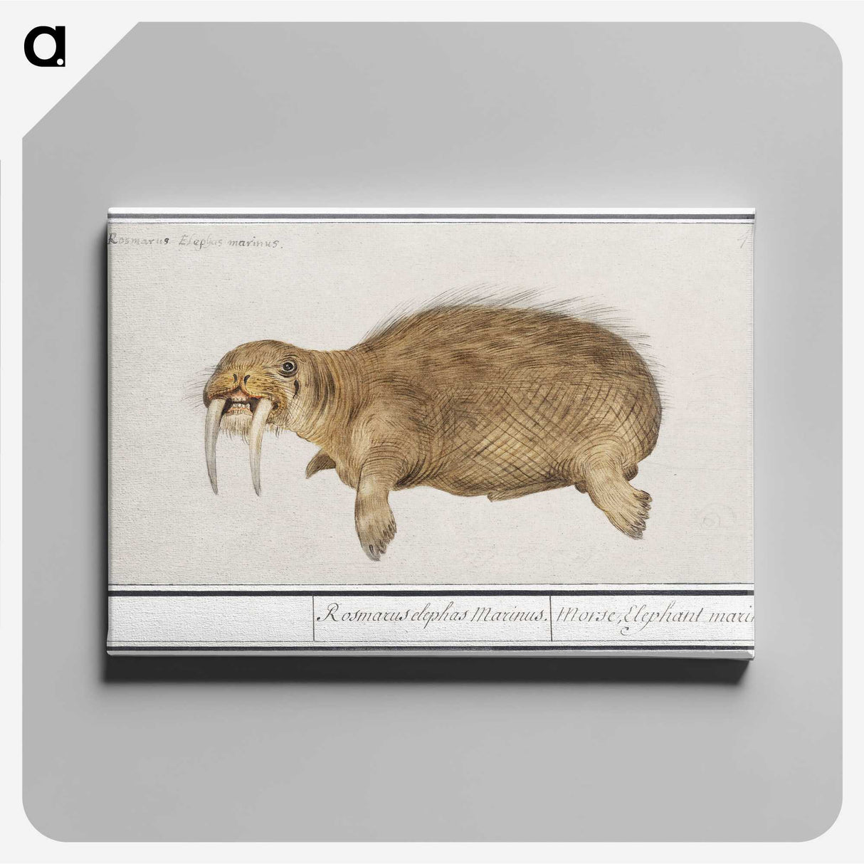 2-38_Anselmus-Boetius-de-Boodt_canvas