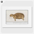 2-38_Anselmus-Boetius-de-Boodt_picture