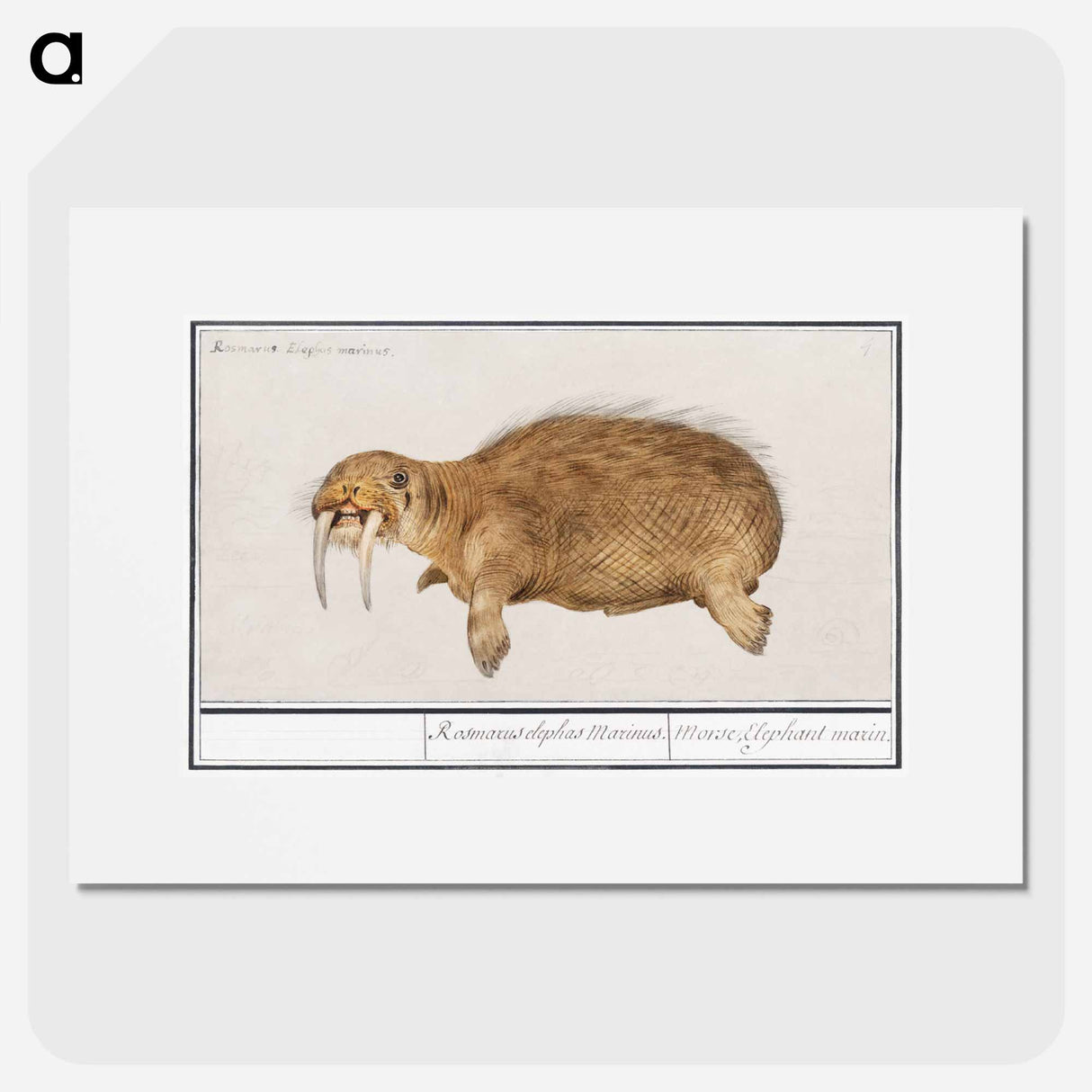 Walrus - アンセルムス ボエティウス デ ブート Poster.