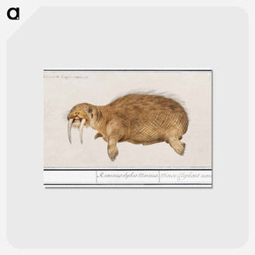 アートポストカード-Walrus - アンセルムス ボエティウス デ ブート Postcard.