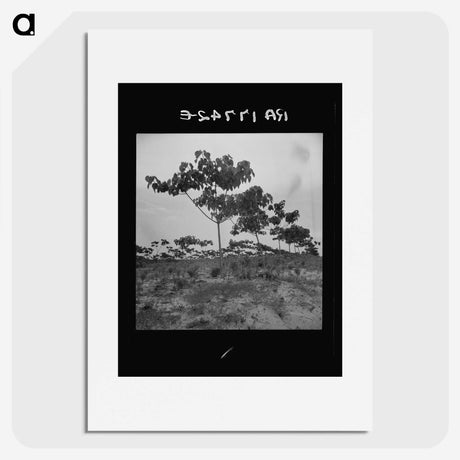 2-38_Dorothea-Lange_picture