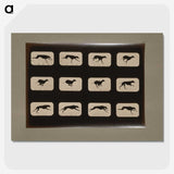 2-38_Eadweard-Muybridge_picture-crop