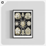 2-38_Ernst-Haeckel_blk-crop