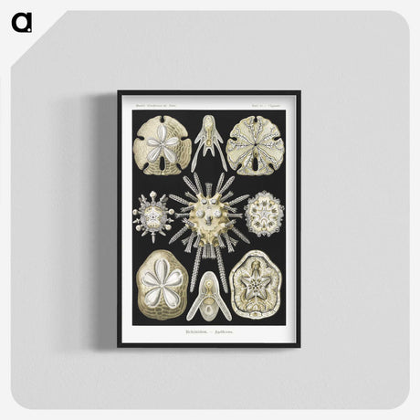 2-38_Ernst-Haeckel_blk-crop