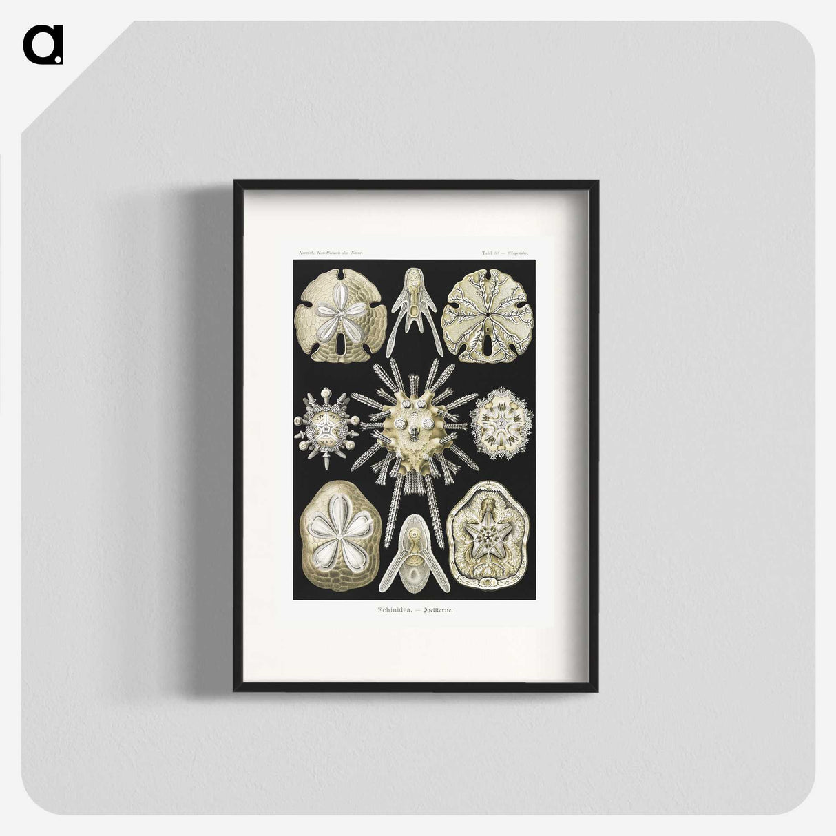 2-38_Ernst-Haeckel_blk