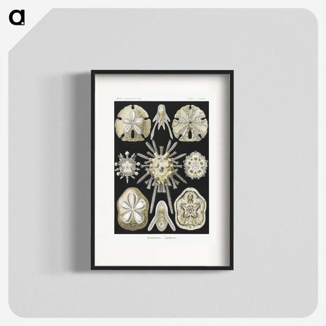 2-38_Ernst-Haeckel_blk
