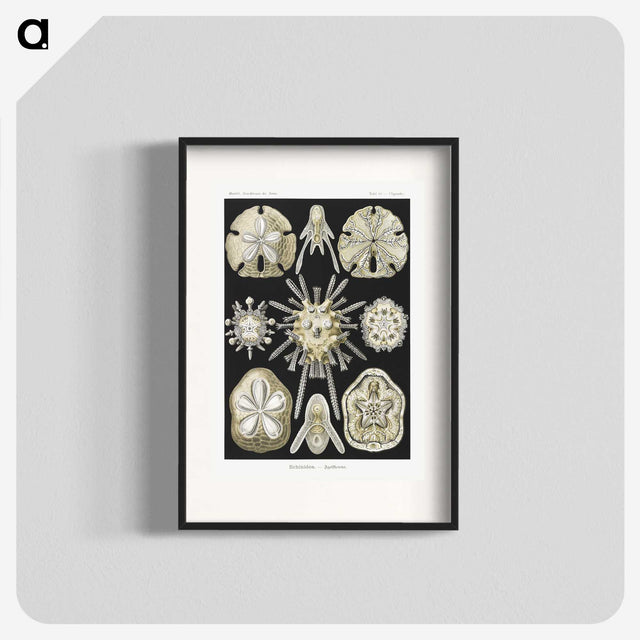 2-38_Ernst-Haeckel_blk