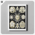 2-38_Ernst-Haeckel_canvas