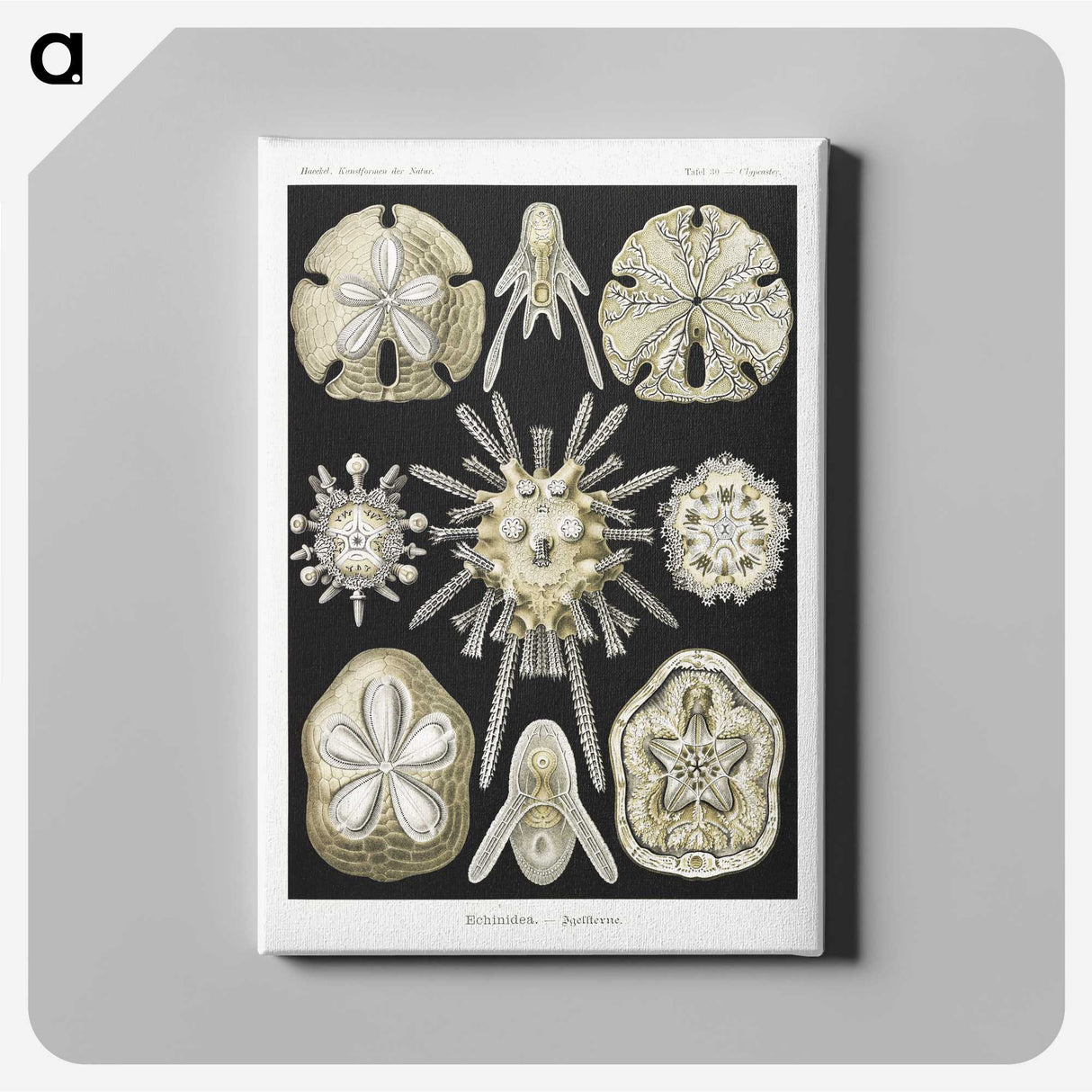 2-38_Ernst-Haeckel_canvas