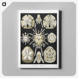 2-38_Ernst-Haeckel_canvas