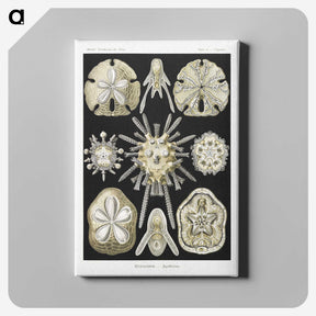2-38_Ernst-Haeckel_canvas