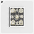 2-38_Ernst-Haeckel_memo