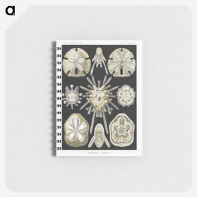 2-38_Ernst-Haeckel_memo