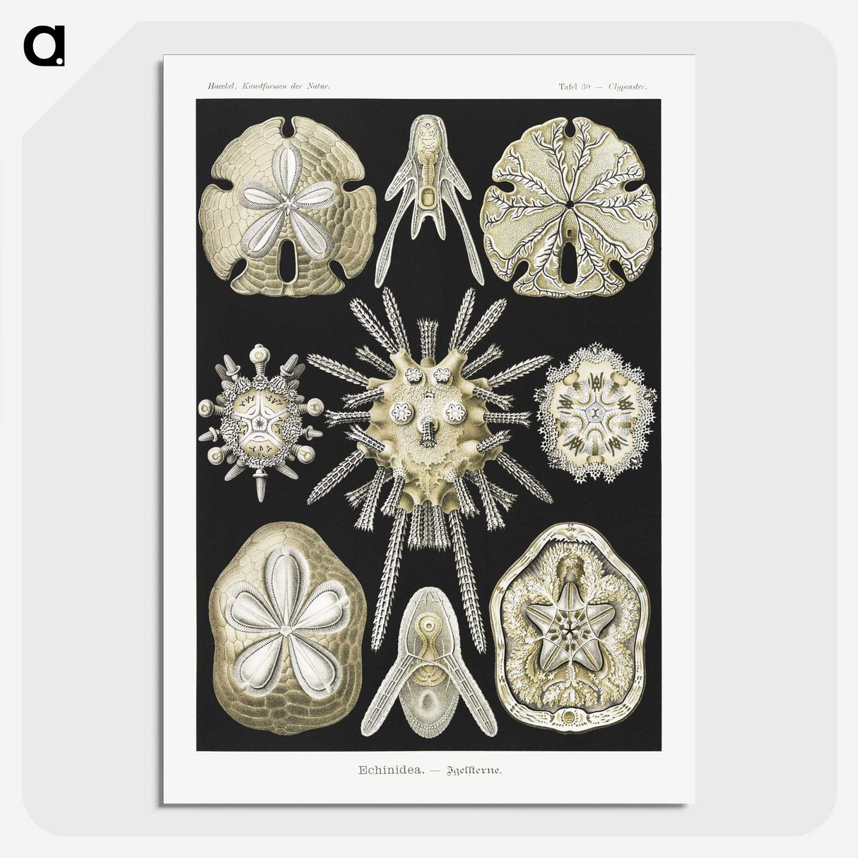 2-38_Ernst-Haeckel_picture-crop