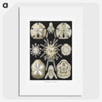 2-38_Ernst-Haeckel_picture