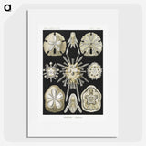 2-38_Ernst-Haeckel_picture