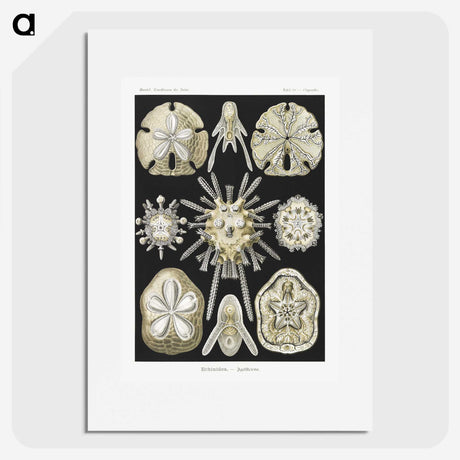 2-38_Ernst-Haeckel_picture