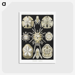 2-38_Ernst-Haeckel_postcard