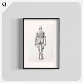アートポスター-Human Figure, Posterior View, Partially Dissected
 - ジョージ スタッブス Poster.