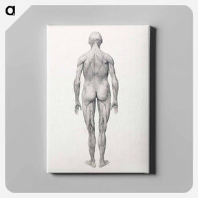 アートパネル-Human Figure, Posterior View, Partially Dissected
 - ジョージ スタッブス Canvas.