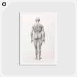 アートポストカード-Human Figure, Posterior View, Partially Dissected
 - ジョージ スタッブス Postcard.