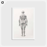 アートポストカード-Human Figure, Posterior View, Partially Dissected
 - ジョージ スタッブス Postcard.