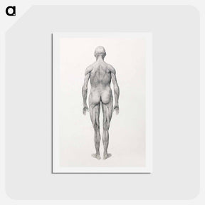 アートポストカード-Human Figure, Posterior View, Partially Dissected
 - ジョージ スタッブス Postcard.