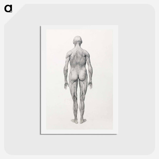 アートポストカード-Human Figure, Posterior View, Partially Dissected
 - ジョージ スタッブス Postcard.