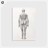 アートポストカード-Human Figure, Posterior View, Partially Dissected
 - ジョージ スタッブス Postcard.