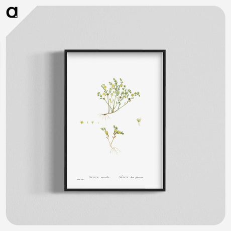 2-38_Histoire-des-Plantes-Grasses_blk-crop