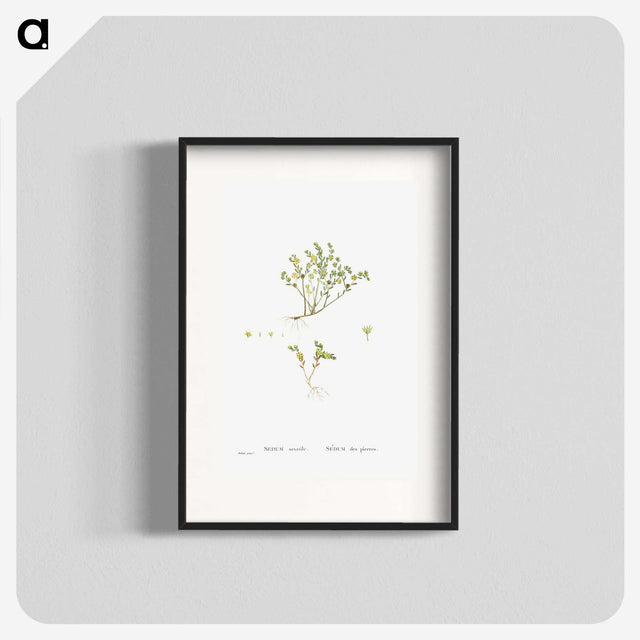 2-38_Histoire-des-Plantes-Grasses_blk