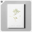 2-38_Histoire-des-Plantes-Grasses_canvas