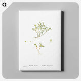 2-38_Histoire-des-Plantes-Grasses_canvas