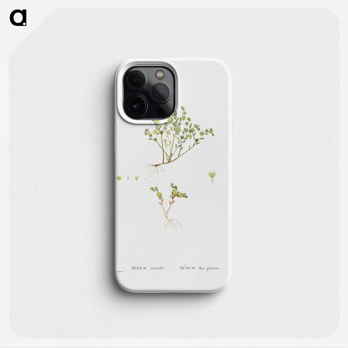 2-38_Histoire-des-Plantes-Grasses_phone
