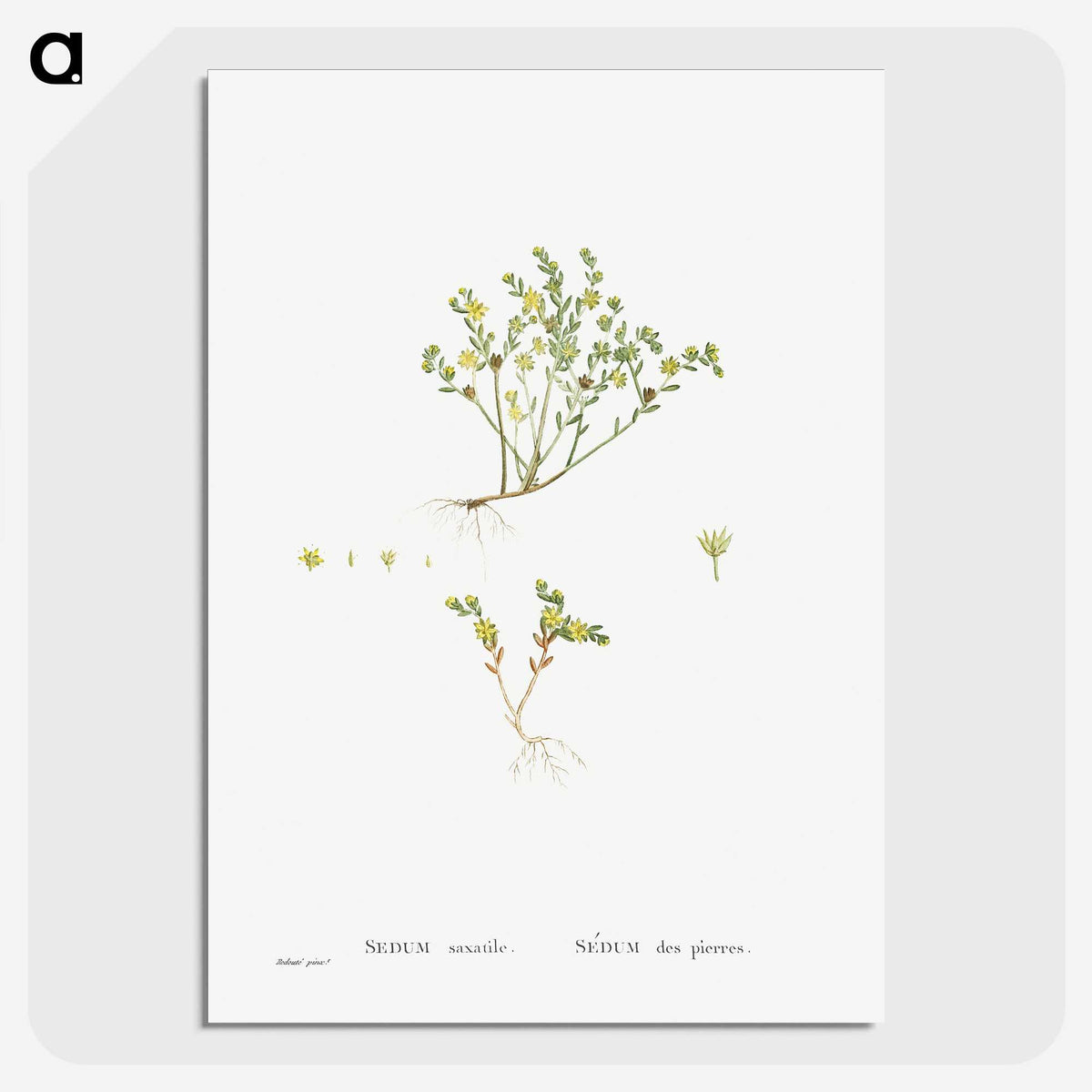 2-38_Histoire-des-Plantes-Grasses_picture-crop