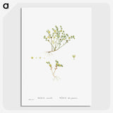 2-38_Histoire-des-Plantes-Grasses_picture-crop