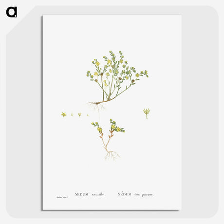 2-38_Histoire-des-Plantes-Grasses_picture-crop