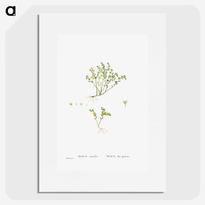 2-38_Histoire-des-Plantes-Grasses_picture
