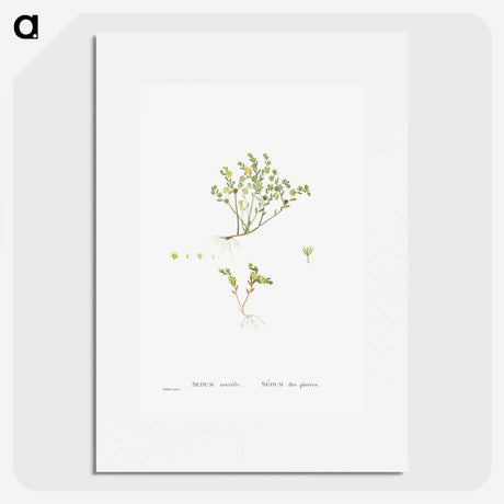 2-38_Histoire-des-Plantes-Grasses_picture