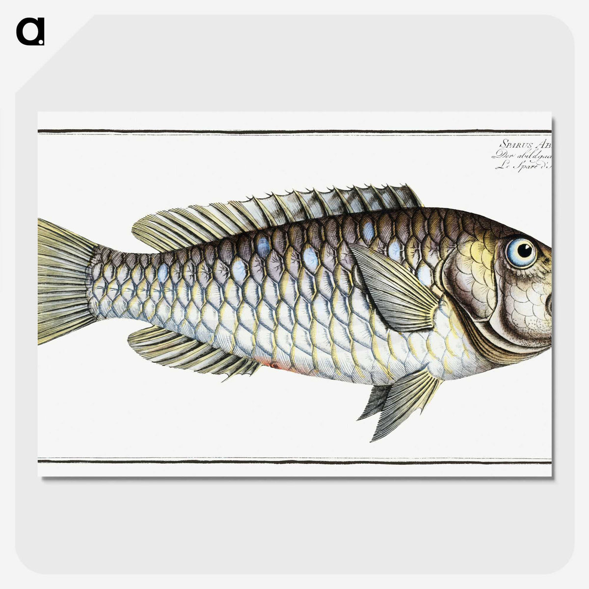 2-38_Ichtyologie-ou-Histoire-naturelle_picture-crop