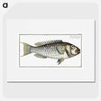 2-38_Ichtyologie-ou-Histoire-naturelle_picture