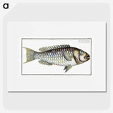 2-38_Ichtyologie-ou-Histoire-naturelle_picture
