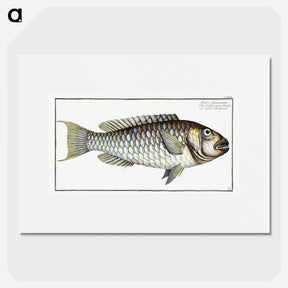 2-38_Ichtyologie-ou-Histoire-naturelle_picture