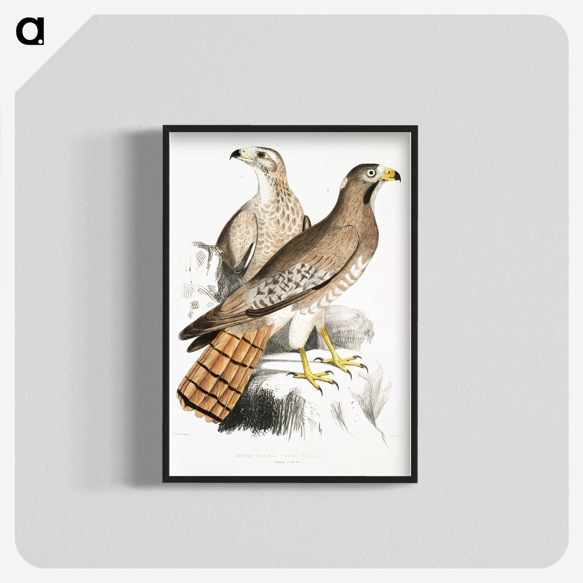 2-38_Indian-Zoology_blk-crop