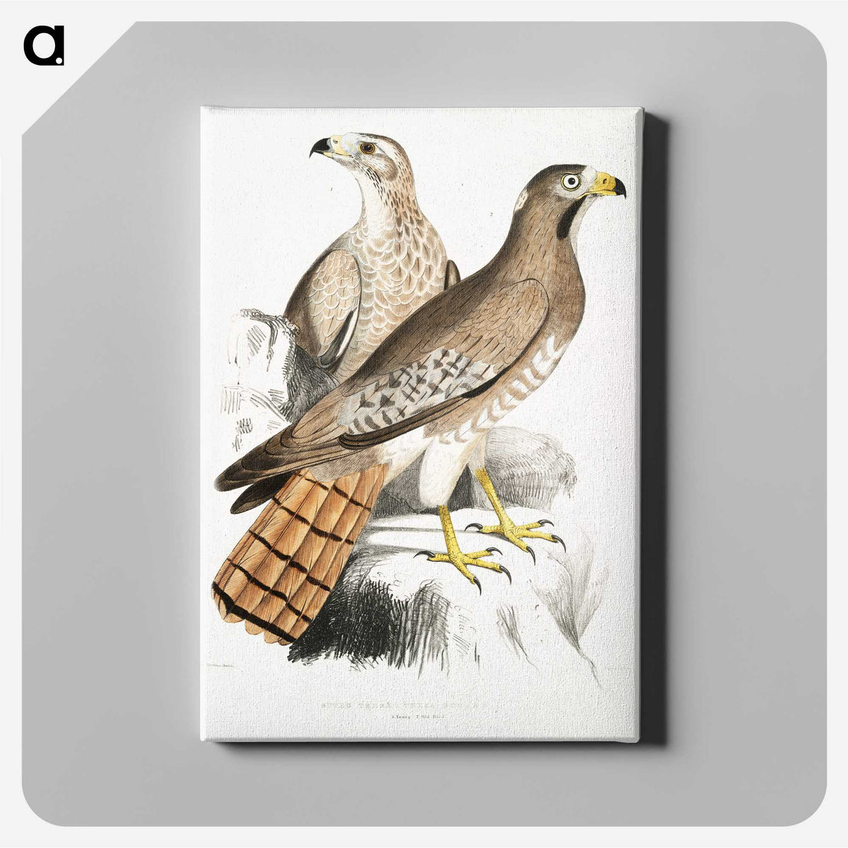 2-38_Indian-Zoology_canvas