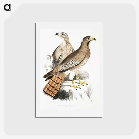 2-38_Indian-Zoology_hagaki