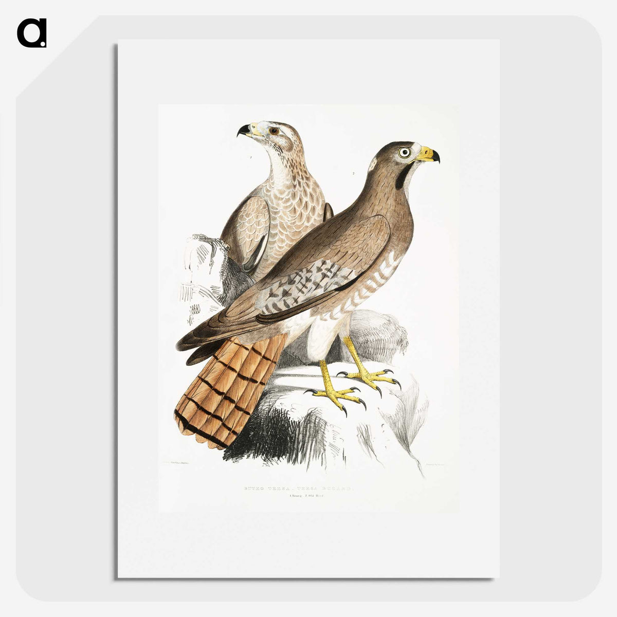 2-38_Indian-Zoology_picture