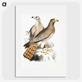 2-38_Indian-Zoology_picture