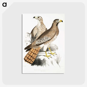 2-38_Indian-Zoology_postcard