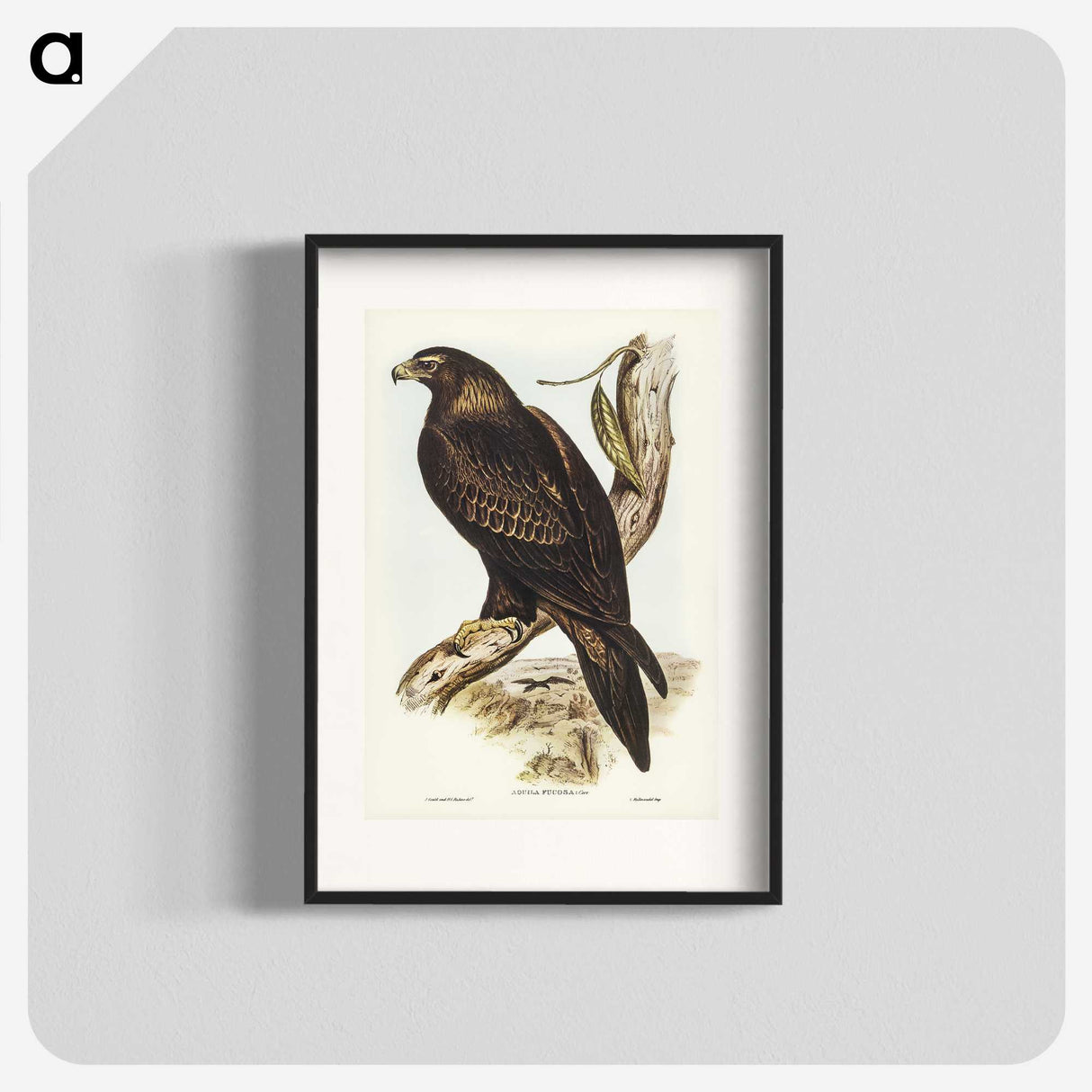2-38_John-Gould_blk